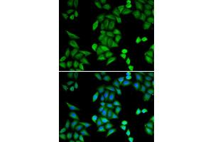 Immunofluorescence (IF) image for anti-Recombination Signal Binding Protein For Immunoglobulin kappa J Region (RBPJ) antibody (ABIN1876876) (RBPJ 抗体)