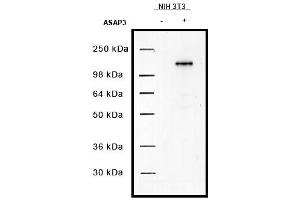 Image no. 1 for anti-ArfGAP with SH3 Domain, Ankyrin Repeat and PH Domain 3 (ASAP3) antibody (ABIN401043) (ASAP3 抗体)