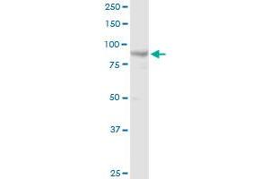 MCM4 MaxPab rabbit polyclonal antibody. (MCM4 抗体  (AA 1-863))