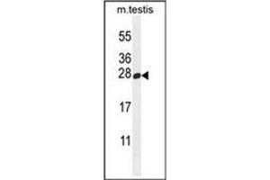 Western blot analysis of PLD6 Antibody (Center) in mouse testis tissue lysates (35ug/lane). (PLD6 抗体  (Middle Region))