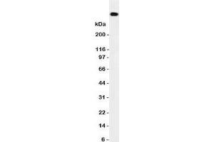 Western blot testing of DNA PKcs antibody and HeLa cell lysate. (PRKDC 抗体  (N-Term))