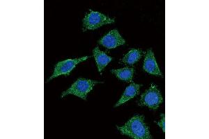 Immunofluorescence (IF) image for anti-Lecithin-Cholesterol Acyltransferase (LCAT) antibody (ABIN3004355) (LCAT 抗体)