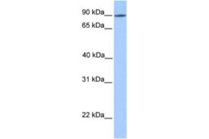 Western Blotting (WB) image for anti-Leucine Rich Repeat Containing 50 (LRRC50) antibody (ABIN2463554) (LRRC50 抗体)