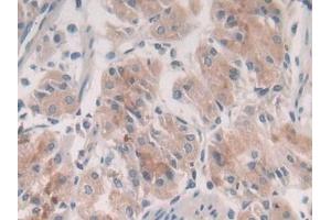 Immunohistochemistry (IHC) image for anti-Syntaxin 2 (STX2) (AA 8-262) antibody (ABIN7435208)