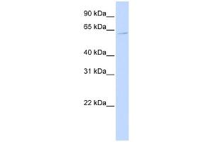 WB Suggested Anti-ZNF579 Antibody Titration:  0. (ZNF579 抗体  (Middle Region))