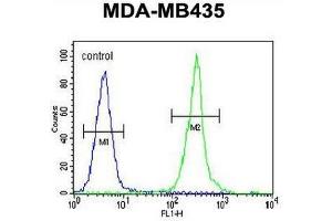 CLDN16 Antibody (N-term) flow cytometric analysis of MDA-MB435 cells (right histogram) compared to a negative control cell (left histogram). (Claudin 16 抗体  (N-Term))