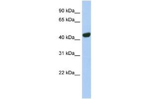 WB Suggested Anti-TGOLN2 Antibody Titration:  0. (TGOLN2 抗体  (N-Term))