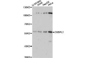 Western blot analysis of extracts of various cell lines, using OSBPL2 antibody. (OSBPL2 抗体)