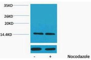 Western Blotting (WB) image for anti-Histone H2A (pSer129) antibody (ABIN3181318) (Histone H2A 抗体  (pSer129))