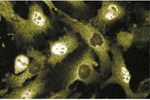 Immunofluorescence staining of human endothelial cells. (MST1 抗体  (AA 331-483))