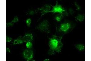 Anti-BRAF mouse monoclonal antibody (ABIN2452447) immunofluorescent staining of COS7 cells transiently transfected by pCMV6-ENTRY BRAF (RC211013). (BRAF 抗体)