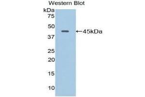 Western Blotting (WB) image for anti-Lysosomal-Associated Membrane Protein 2 (LAMP2) (AA 295-410) antibody (ABIN1859611) (LAMP2 抗体  (AA 295-410))