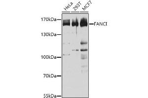 Western blot analysis of extracts of various cell lines, using FANCI antibody (ABIN1679817, ABIN3017801, ABIN3017802 and ABIN6220261) at 1:1000 dilution. (FANCI 抗体  (AA 1061-1328))
