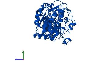 AlphaFold protein structure predicition of Human Recombinant ADH4 Protein, UniprotID P08319