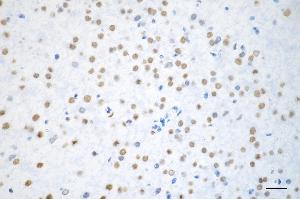 Immunohistochemistry was performed on paraffin-embedded mouse brain using BRMS1 antibody (ABIN7797793), 1:200).