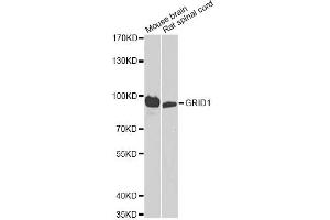 Western blot analysis of extracts of various cell lines, using GRID1 antibody. (GRID1 抗体)