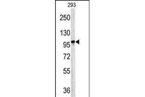 Western blot analysis of D antibody (C-term) (ABIN390400 and ABIN2840793) in 293 cell line lysates (35 μg/lane). (DPP8 抗体  (C-Term))