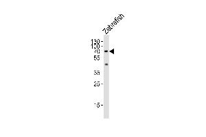 Western blot analysis of lysate from Zebrafish tissue lysate, using (DANRE) lcp1 Antibody (N-term) (ABIN6242888 and ABIN6577487). (LCP1 抗体  (N-Term))