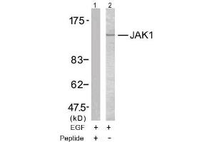 Image no. 2 for anti-Janus Kinase 1 (JAK1) (Tyr1022) antibody (ABIN197300) (JAK1 抗体  (Tyr1022))