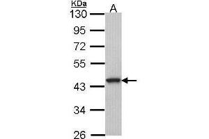 WB Image Sample (30 ug of whole cell lysate) A: A549 10% SDS PAGE antibody diluted at 1:1000 (GPR20 抗体  (C-Term))