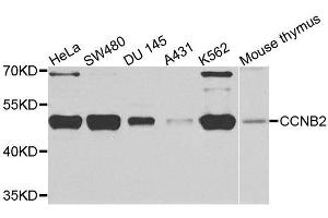 Western blot analysis of extracts of various cell lines, using CCNB2 antibody. (Cyclin B2 抗体  (AA 1-100))