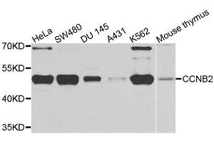 Western blot analysis of extracts of various cell lines, using CCNB2 antibody.
