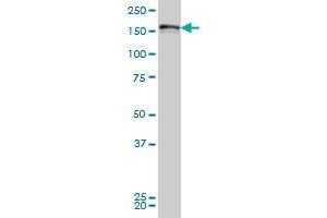 Image no. 2 for anti-Leucine Rich Repeat (In FLII) Interacting Protein 1 (LRRFIP1) (AA 675-785) antibody (ABIN465979) (LRRFIP1 抗体  (AA 675-785))