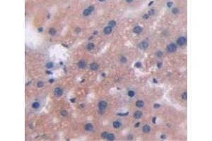 IHC-P analysis of Mouse Tissue, with DAB staining. (CRP 抗体  (AA 20-225))