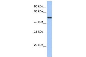 Western Blotting (WB) image for anti-Glutathione Reductase (GSR) antibody (ABIN2459735) (Glutathione Reductase 抗体)