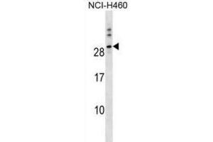 Western Blotting (WB) image for anti-Tweety Homolog 1 (TTYH1) antibody (ABIN3000109) (TTYH1 抗体)