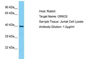 Host: Rabbit Target Name: OR6C6 Sample Type: Jurkat Whole Cell lysates Antibody Dilution: 1. (OR6C6 抗体  (C-Term))