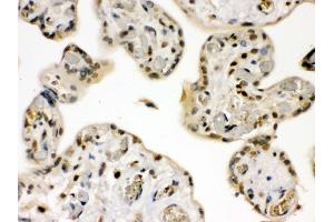 Anti- GRK5 Picoband antibody,IHC(P) IHC(P): Human Placenta Tissue