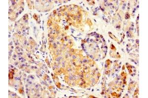 IHC image of ABIN7167554 diluted at 1:500 and staining in paraffin-embedded human pancreatic tissue performed on a Leica BondTM system. (REG3A 抗体  (AA 27-175))