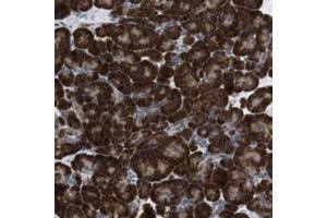 Immunohistochemical staining of human pancreas with UGCGL1 polyclonal antibody  shows strong cytoplasmic positivity in exocrine glandular cells. (UGGT1 抗体)