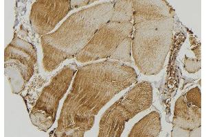 ABIN6272863 at 1/100 staining Mouse muscle tissue by IHC-P. (SMCR7L 抗体  (Internal Region))