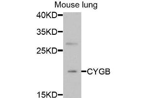 Western blot analysis of extracts of mouse lung, using CYGB antibody (ABIN5973882) at 1/1000 dilution. (CYGB 抗体)