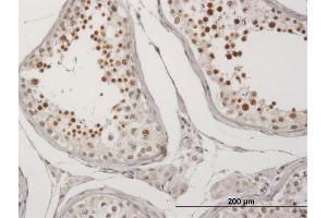 Immunoperoxidase of purified MaxPab antibody to C20orf20 on formalin-fixed paraffin-embedded human testis. (MRGBP 抗体  (AA 1-204))