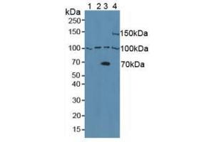 Western blot analysis of (1) Human Raji Cells, (2) Human Raw2647 Cells, (3) Human 293T Cells and (4) Mouse Pancreas Tissue. (ADAM8 抗体  (AA 145-493))