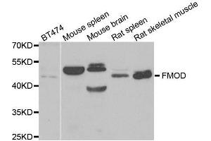 Western blot analysis of extracts of various cell lines, using FMOD antibody. (Fibromodulin 抗体  (AA 19-376))