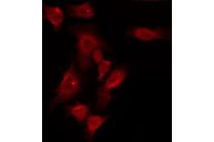 ABIN6275957 staining HuvEc by IF/ICC. (GPR150 抗体  (N-Term))