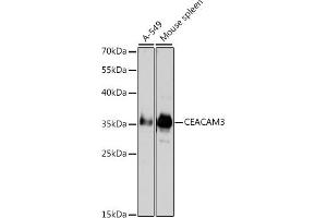 Western blot analysis of extracts of various cell lines, using CD66d/CE antibody (ABIN3016297, ABIN3016298, ABIN3016299 and ABIN6219699) at 1:1000 dilution. (CEACAM3 抗体  (AA 1-135))