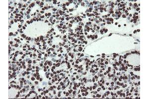 Image no. 17 for anti-Non-POU Domain Containing, Octamer-Binding (NONO) (AA 184-385) antibody (ABIN1491073)