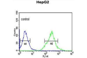 AFMID Antibody (N-term) flow cytometric analysis of HepG2 cells (right histogram) compared to a negative control cell (left histogram). (AFMID 抗体  (N-Term))