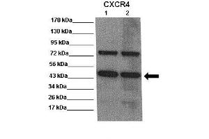 WB Suggested Anti-CXCR4 Antibody    Positive Control:  Lane 1: 20ug mouse brain extract Lane 2: 20ug mouse brain extract  Primary Antibody Dilution :   1:500  Secondary Antibody :  Anti rabbit-HRP   Secondry Antibody Dilution :   1:5,000  Submitted by:  Scott Wilson, University of Alabama at Birmingham (CXCR4 抗体  (N-Term))