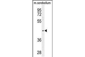 Western blot analysis in mouse cerebellum tissue lysates (35ug/lane). (PTOV1 抗体  (N-Term))
