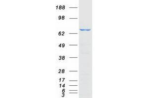 Western Blotting (WB) image for Conserved oligomeric Golgi complex subunit 2 (COG2) (Transcript Variant 1) protein (Myc-DYKDDDDK Tag) (ABIN2712947)
