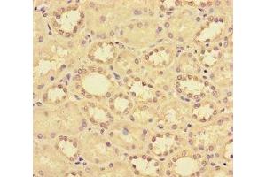 Immunohistochemistry of paraffin-embedded human kidney tissue using ABIN7145954 at dilution of 1:100 (CCL14 抗体  (AA 20-93))