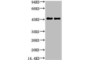 Western blot analysis of Rat Brain Tissue, diluted at 1:5000. (GFAP 抗体)