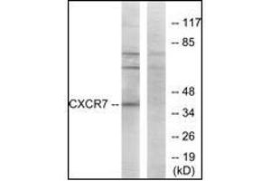 Western blot analysis of extracts from COS7 cells, using CXCR7 Antibody. (CXCR7 抗体  (C-Term))