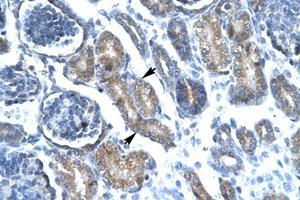 Image no. 1 for anti-Forkhead Box F1 (FOXF1) (AA 292-341) antibody (ABIN202327) (FOXF1 抗体  (AA 292-341))